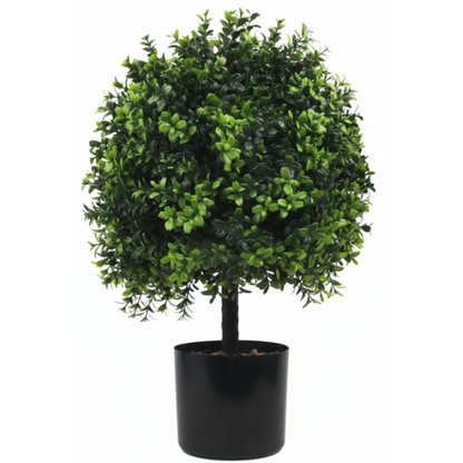 שיח הדס איכותי