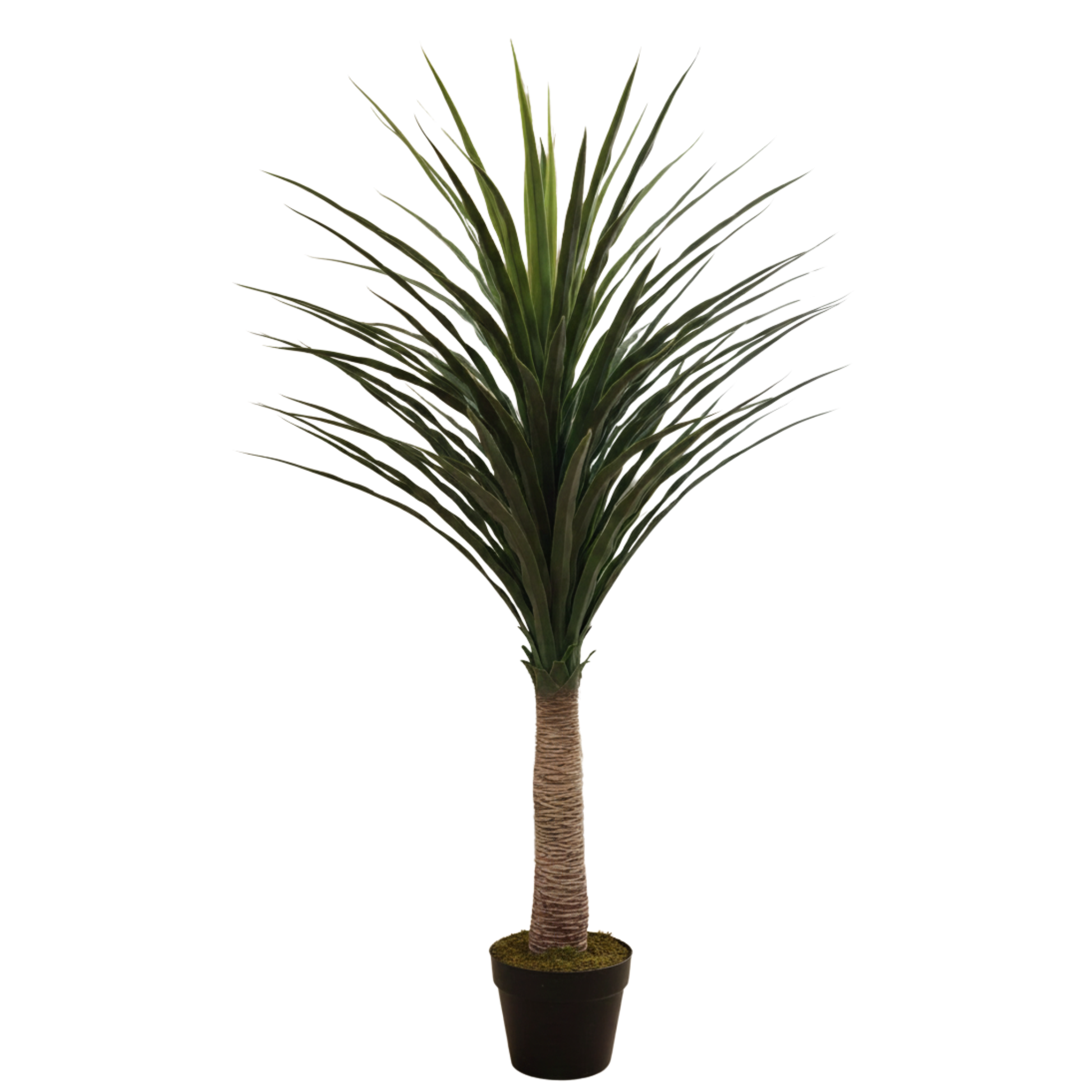 נולינה רקורוואטה מלאכותי 120 ס"מ