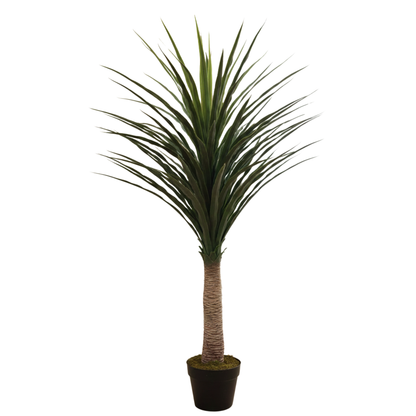 נולינה רקורוואטה מלאכותי 120 ס"מ