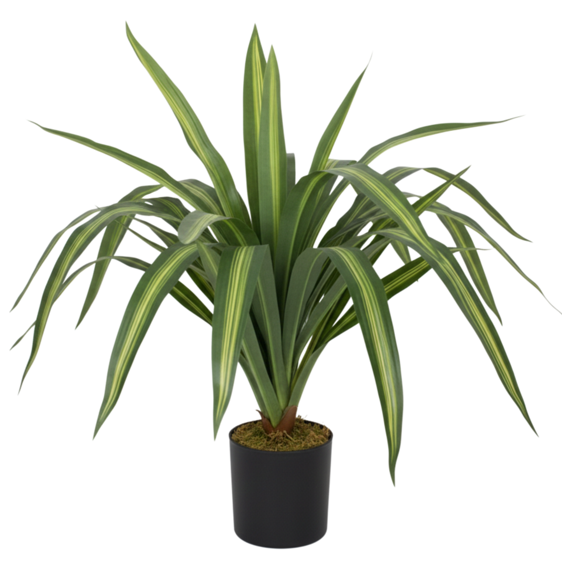 דרצנה מלאכותית גובה 90 ס"מ