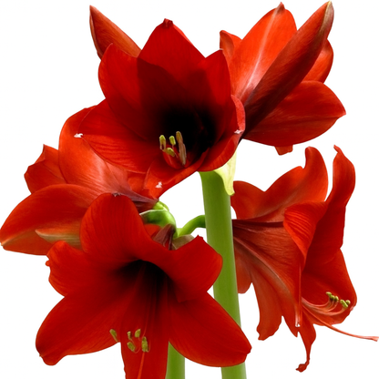 אמרילס אדום