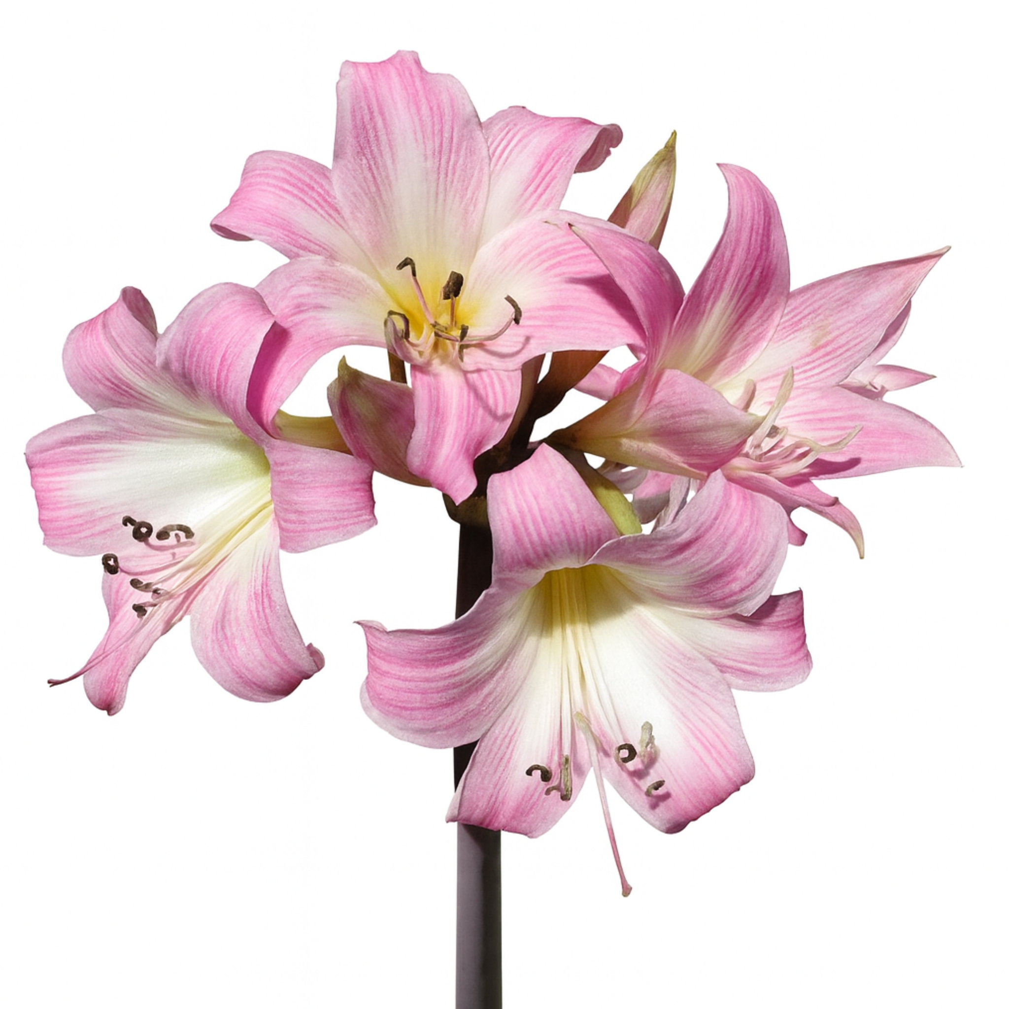 אמריליס בלדונה