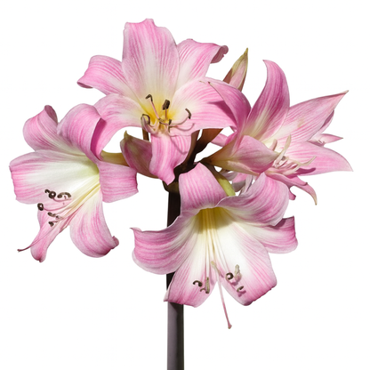 אמריליס בלדונה