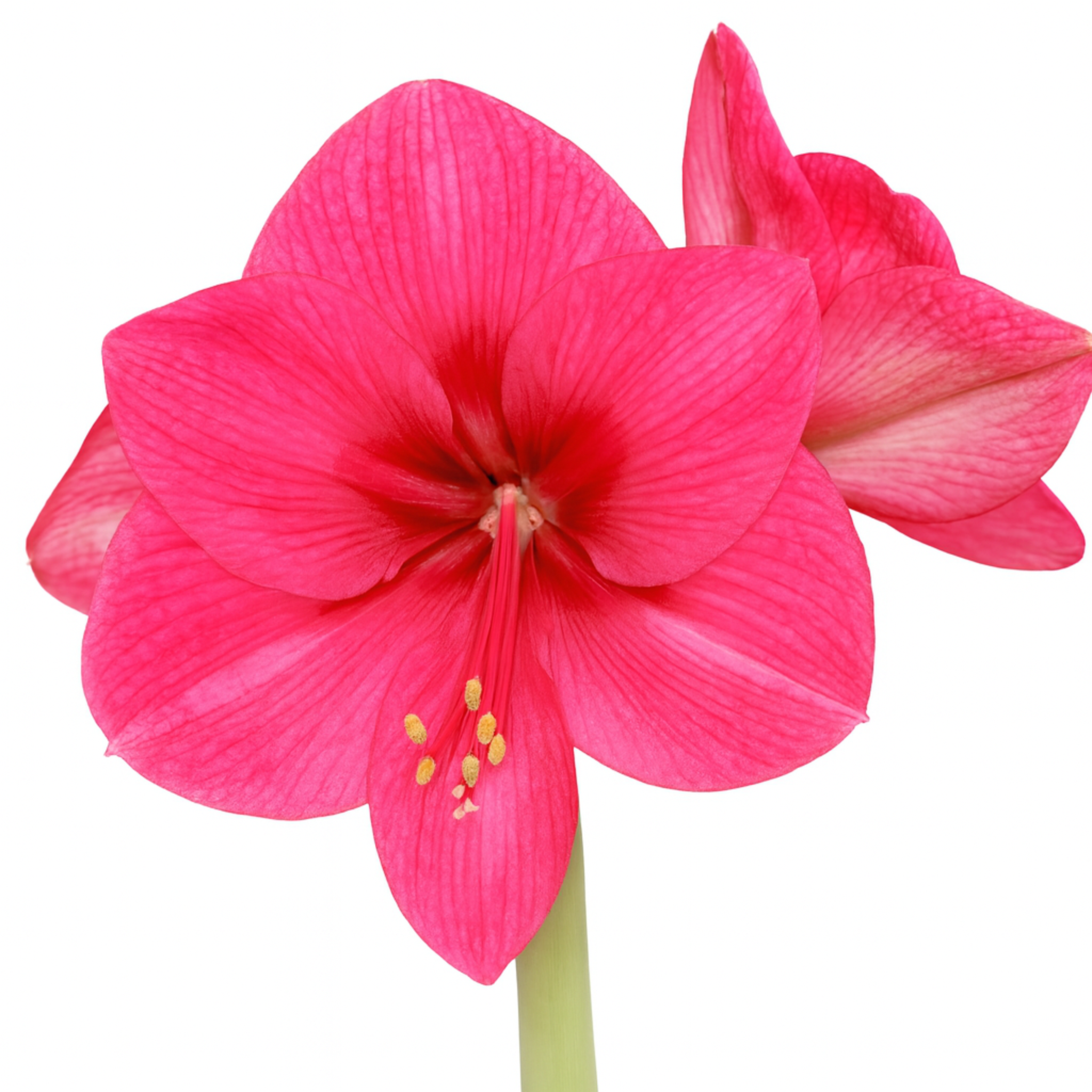 אמריליס ורוד