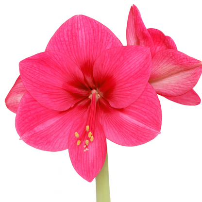 אמריליס ורוד