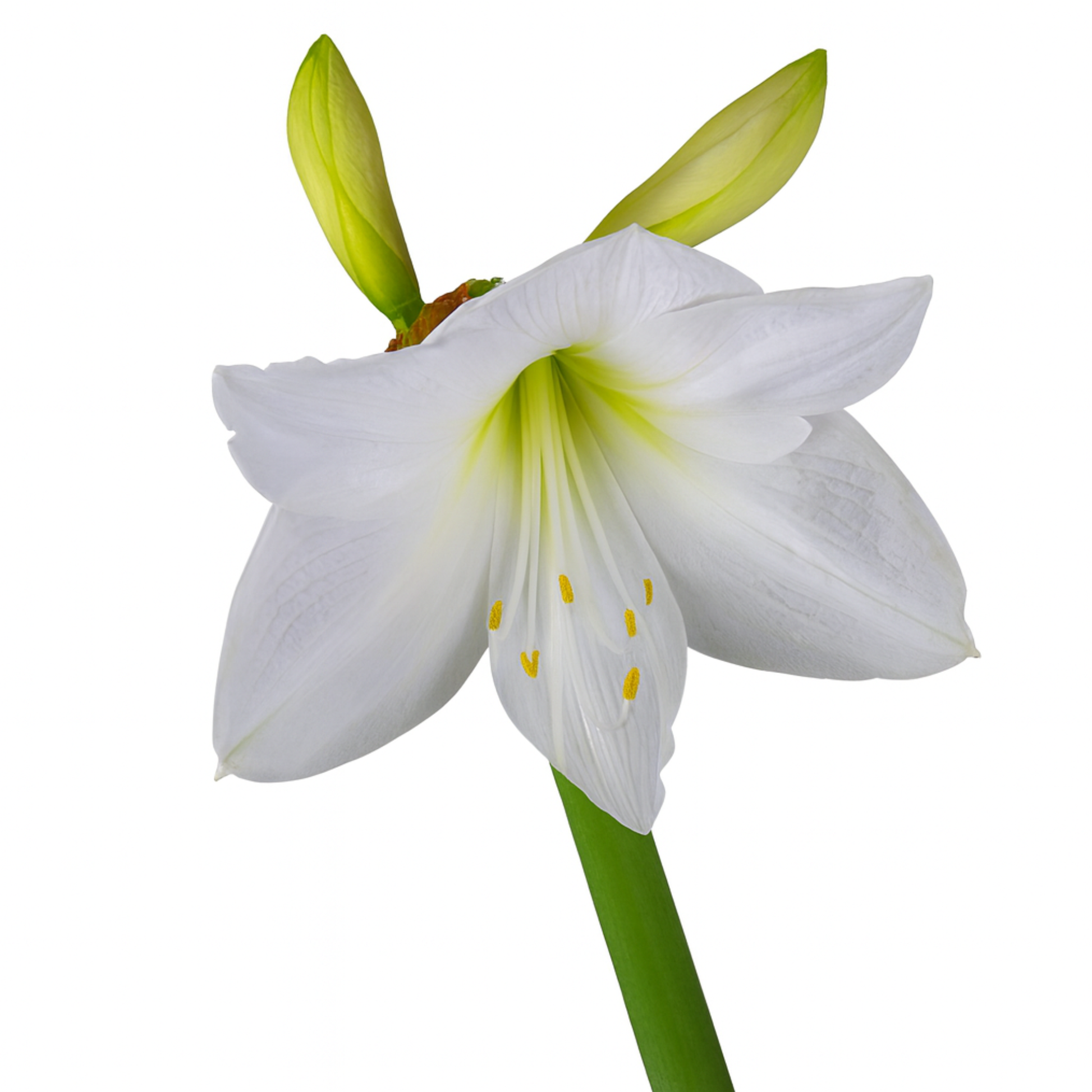 אמריליס לבן