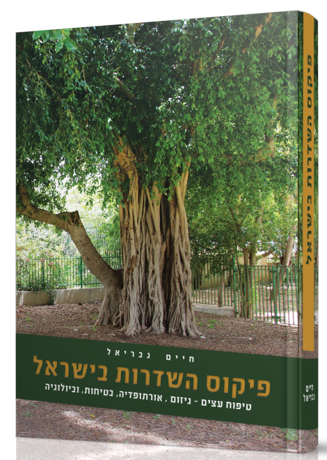 פיקוס השדרות בישראל – חיים גבריאל