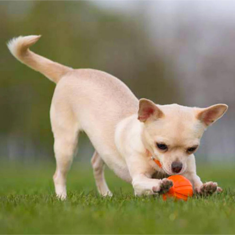 LIKER CORD- כדור משחק איכותי לכלב, קוטר 7 ס"מ, ללא חומרים רעילים, נוח למשחקי מסירה