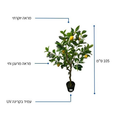 עץ לימון