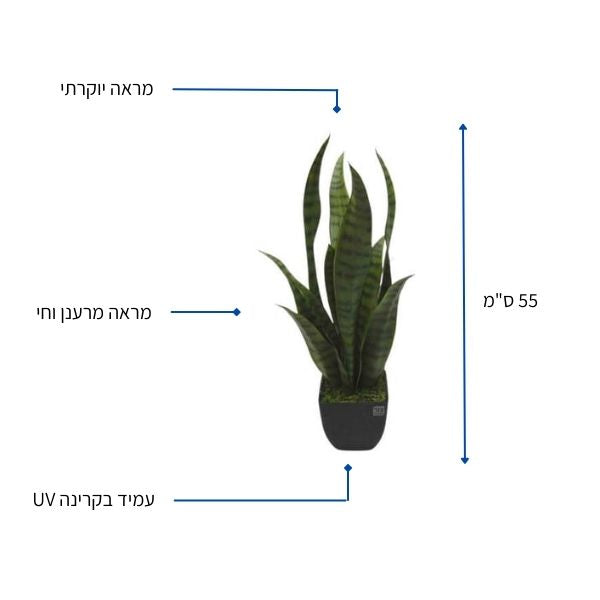 עציץ מלאכותי סנסיוווריה