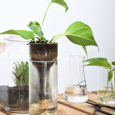 מתקן זכוכית לצמחים