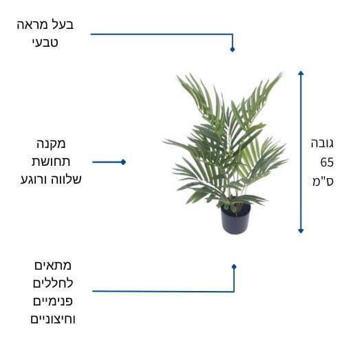 דקל הולנדי לעיצוב חללים בבית