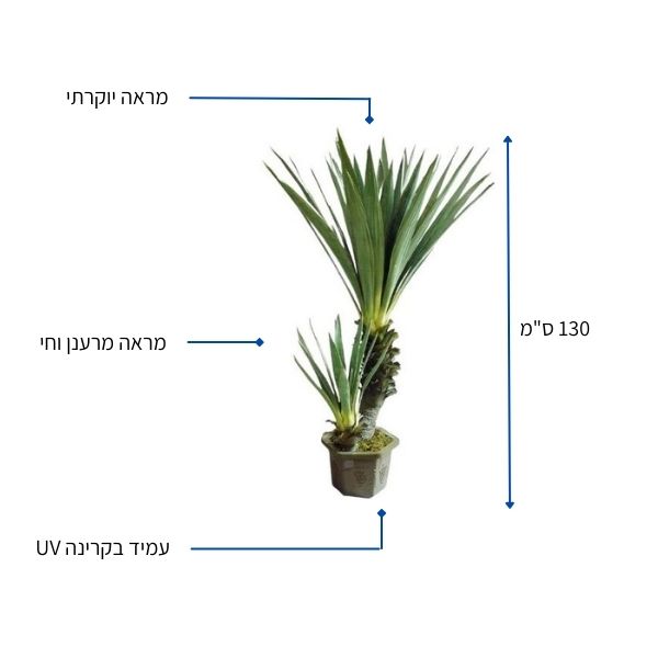 עציץ מלאכותי קקטוס