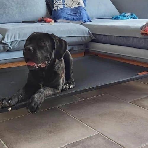 מיטת טרמפולינה מוגבהת לכלב, מפחיתה את העומס על המפרקים, 106X62 ס"מ