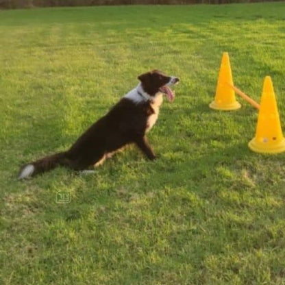 זוג קונוסים עם מוט קפיצה - צבע צהוב, מתקן אג'יליטי נהדר למשחק עם כלבים