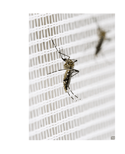 רשת מניעת חדירת יתושים, זבובים ומעופפים לחלונות ופתחים, אורך 25 מ', רוחב 1.20 מ', שחור