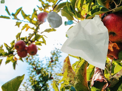 50 שקיות להגנה על פירות מבית צור מרקט